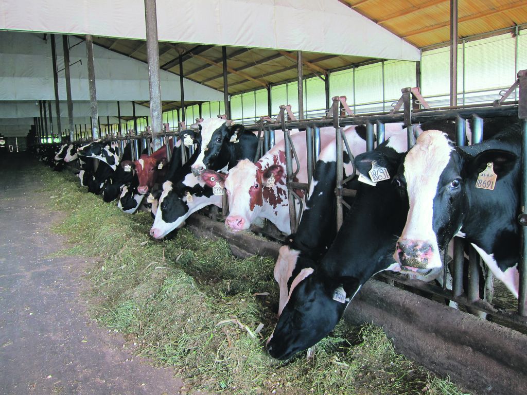 cow cattle