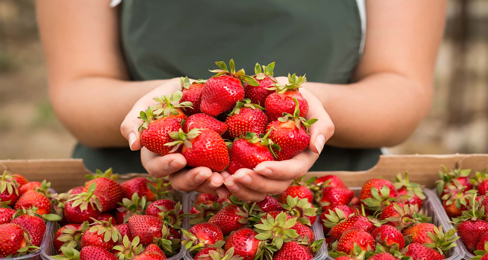 Strawberry Boom: Vietnam’s Berry Exports Skyrocket 2000-fold in 2026, Unlocking New Potential in Fruit Market