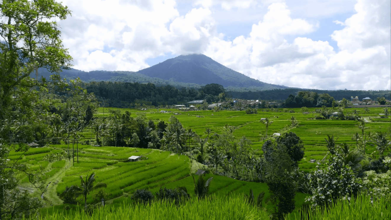 Indonesia Tests Rice Farming ‘Digitalization’ Program to Boost Output