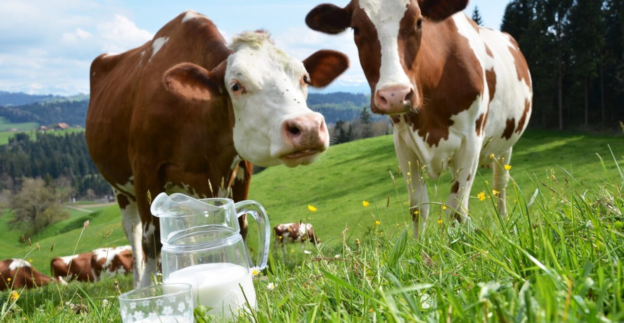 cow milk