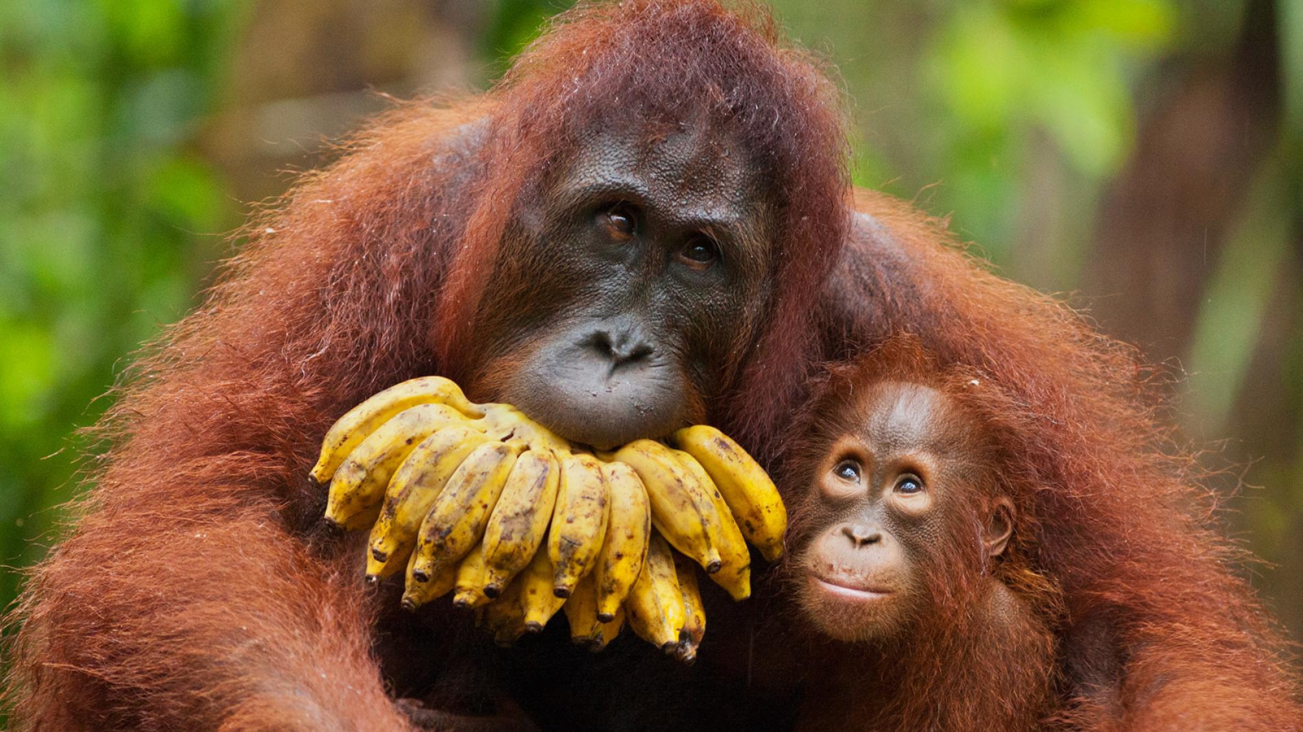 Gov’t Raids Miner Suspected of Destroying Orangutan Habitat in West Kalimantan