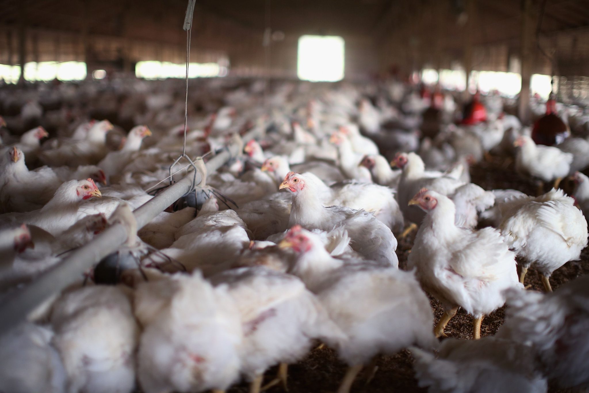 Vietnam food company acquires French poultry firm