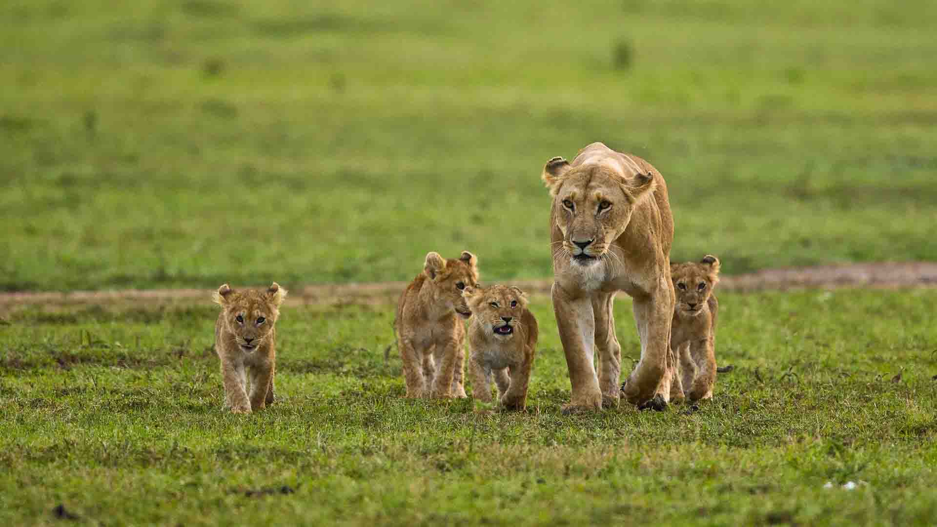 Alibaba Cloud to Work with Kenyan Ministry to Protect Wildlife