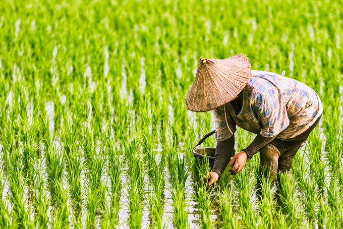 Indonesia Asserts Rice Self-Sufficiency, Ceases Imports in Boost for National Food Security