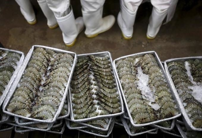 seafood shrimp export