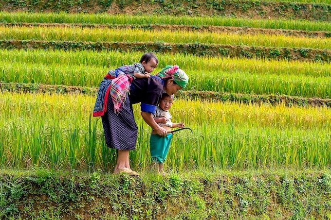 agriculture vietnam rice