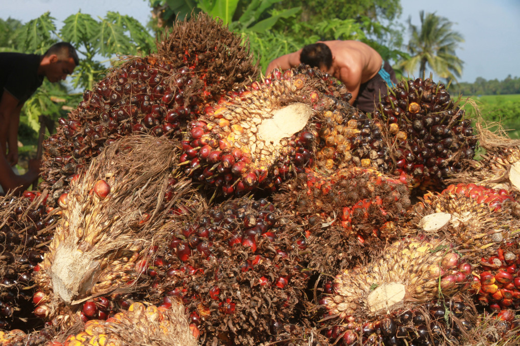 palm oil