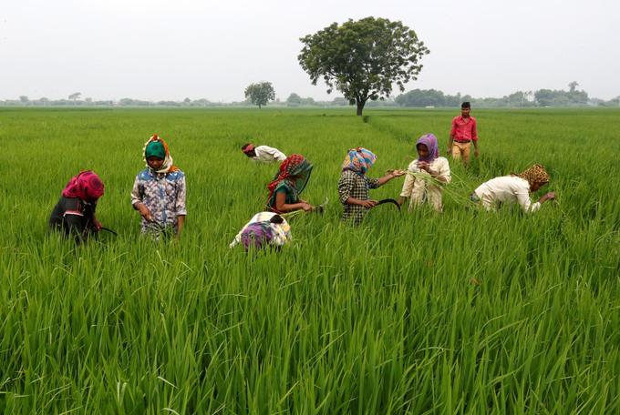 rice vietnam