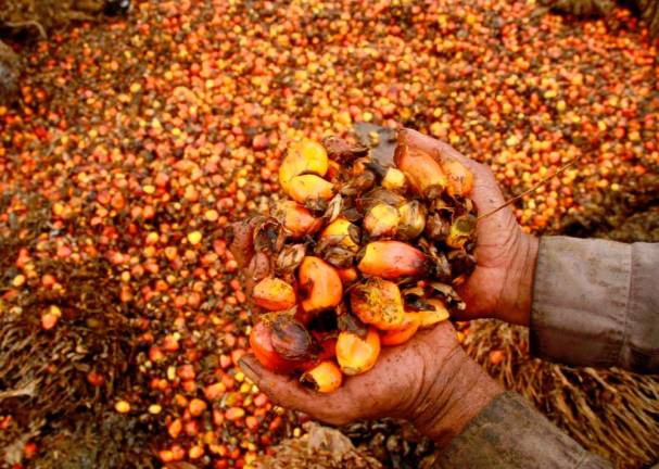 palm oil