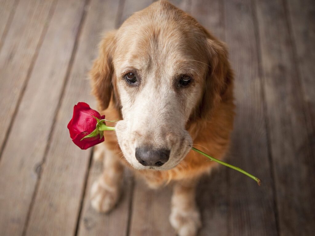 Dog Dating