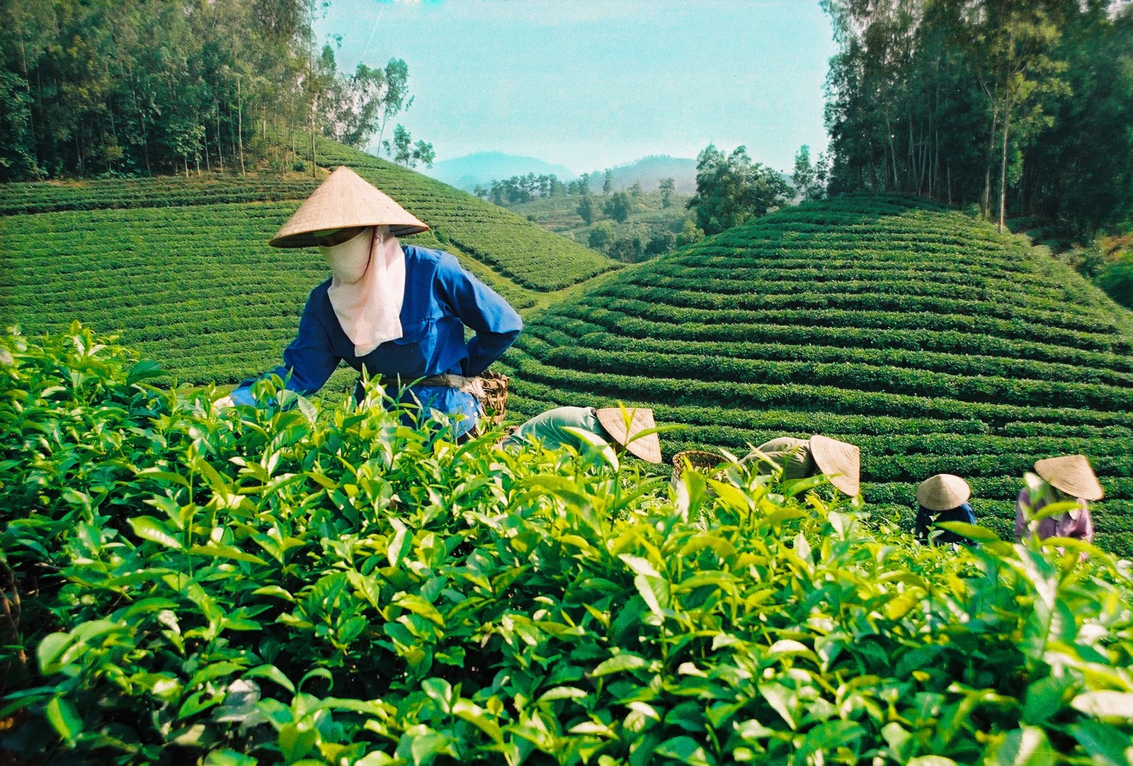 Vietnamese agriculture giant enjoys fruitful year