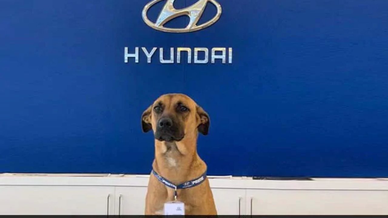 Hyundai Dog