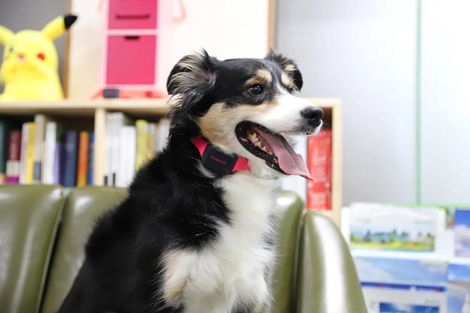 Korean startup translates dog barks using AI
