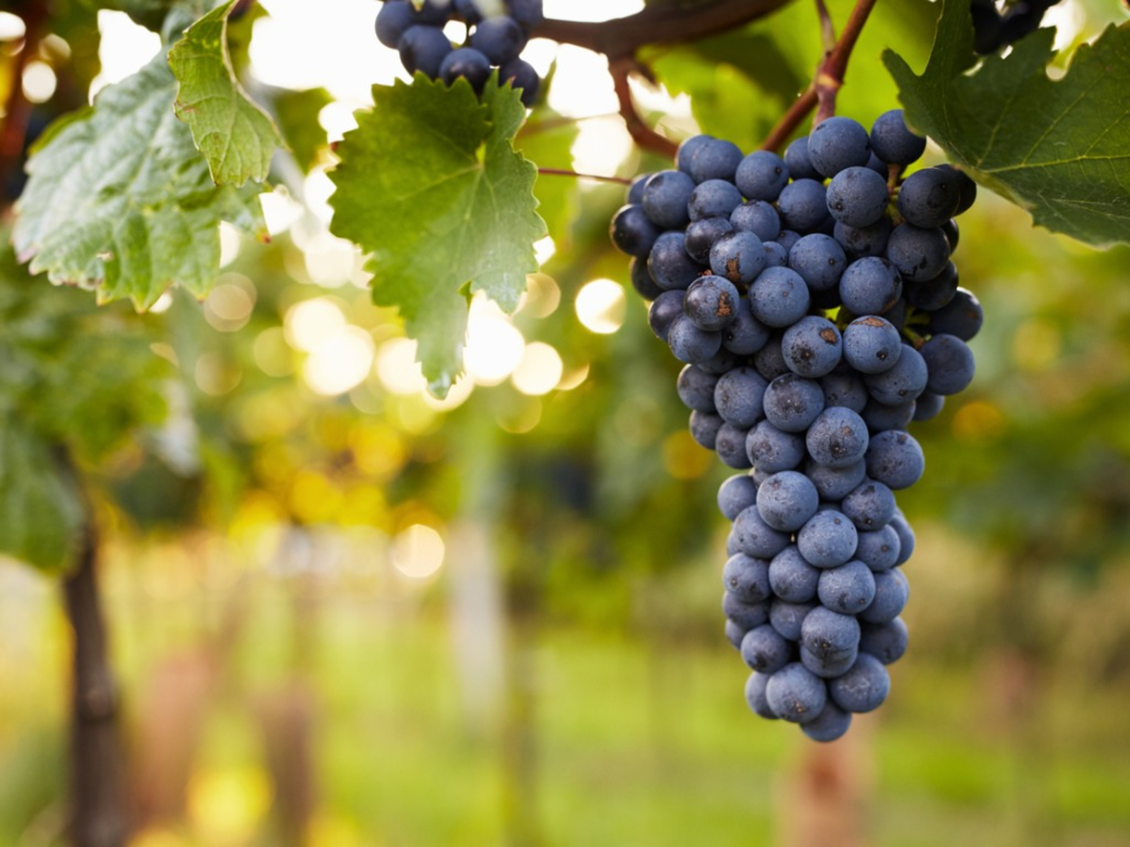 Thailand inspection finds imported Shine Muscat grapes safe for consumption
