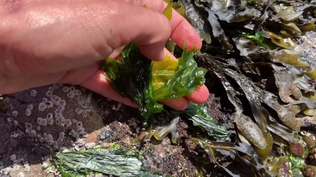 Seaweed snacks launched by Pacific Harvest
