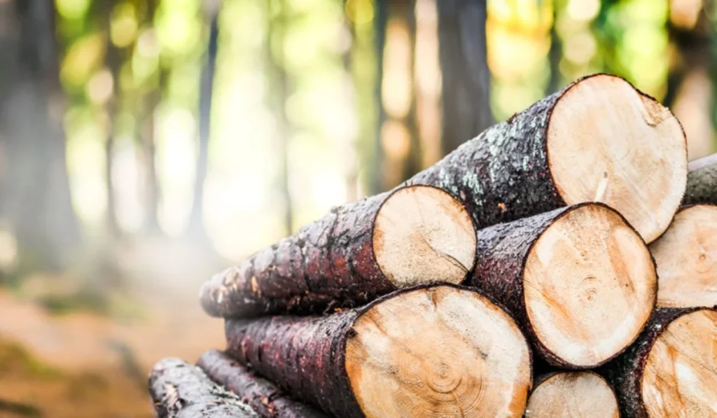 What is timber wood and which are the best types f