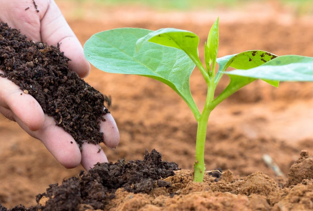 fertilizer 1000x675 1