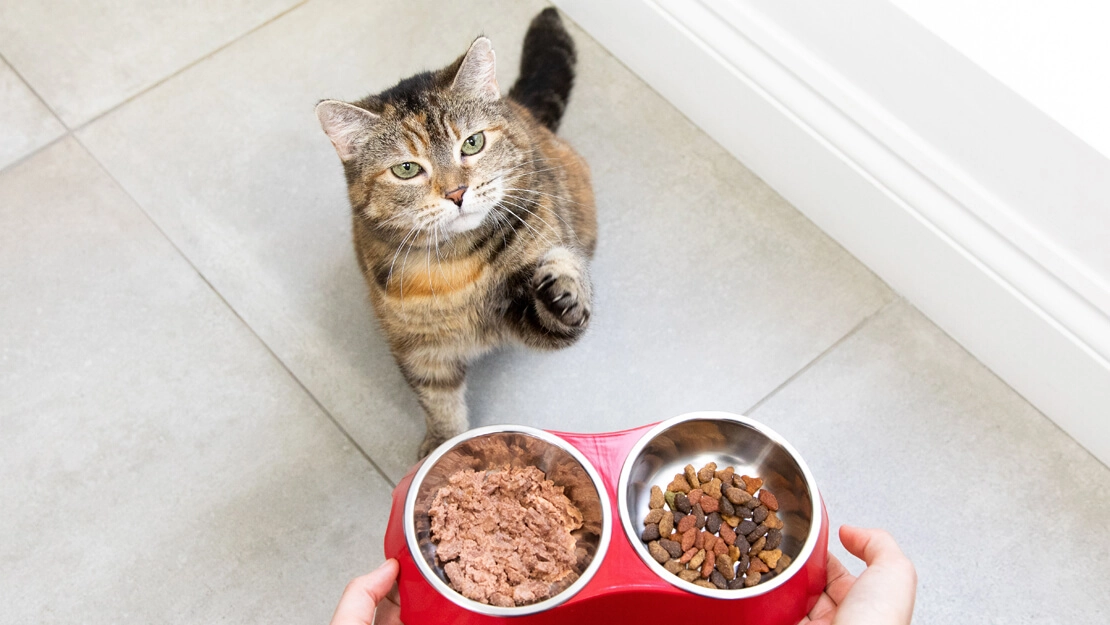 Diana Unicharm to sell cat food