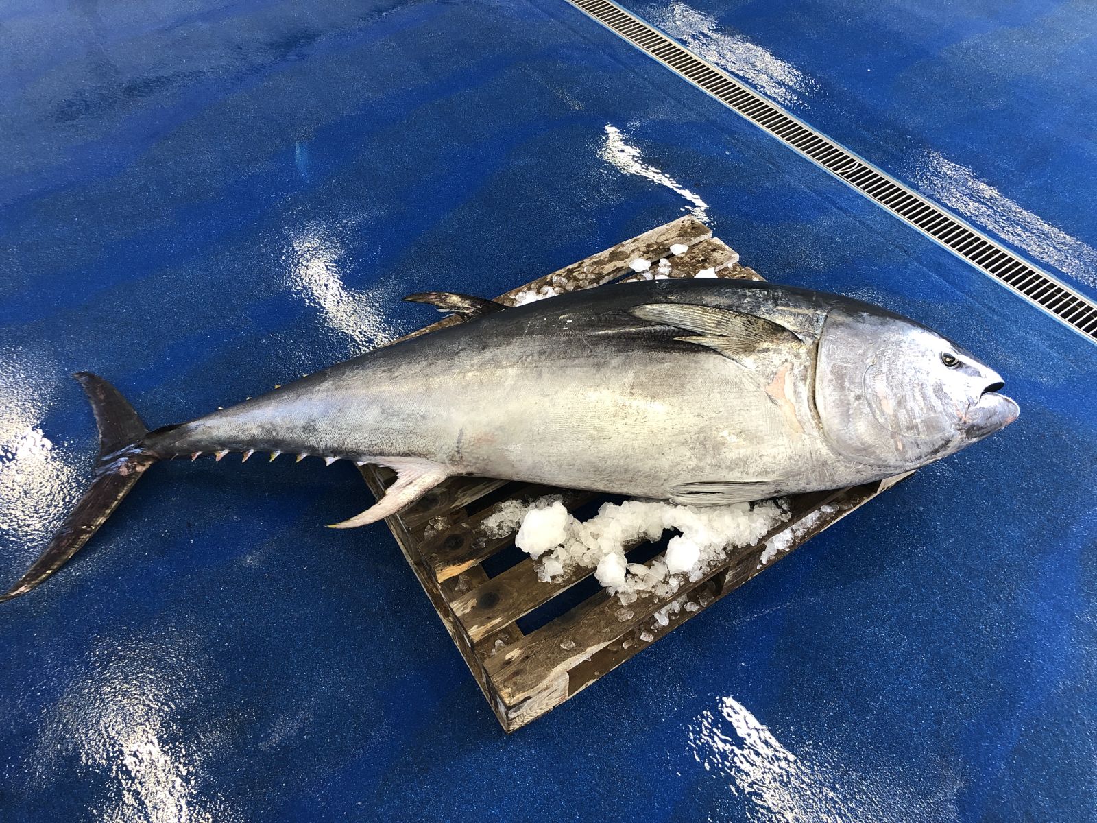Sushi Tycoon ‘Tuna King’ Shells Out Record $3.2M for Massive Bluefin at Tokyo’s Prestigious Auction