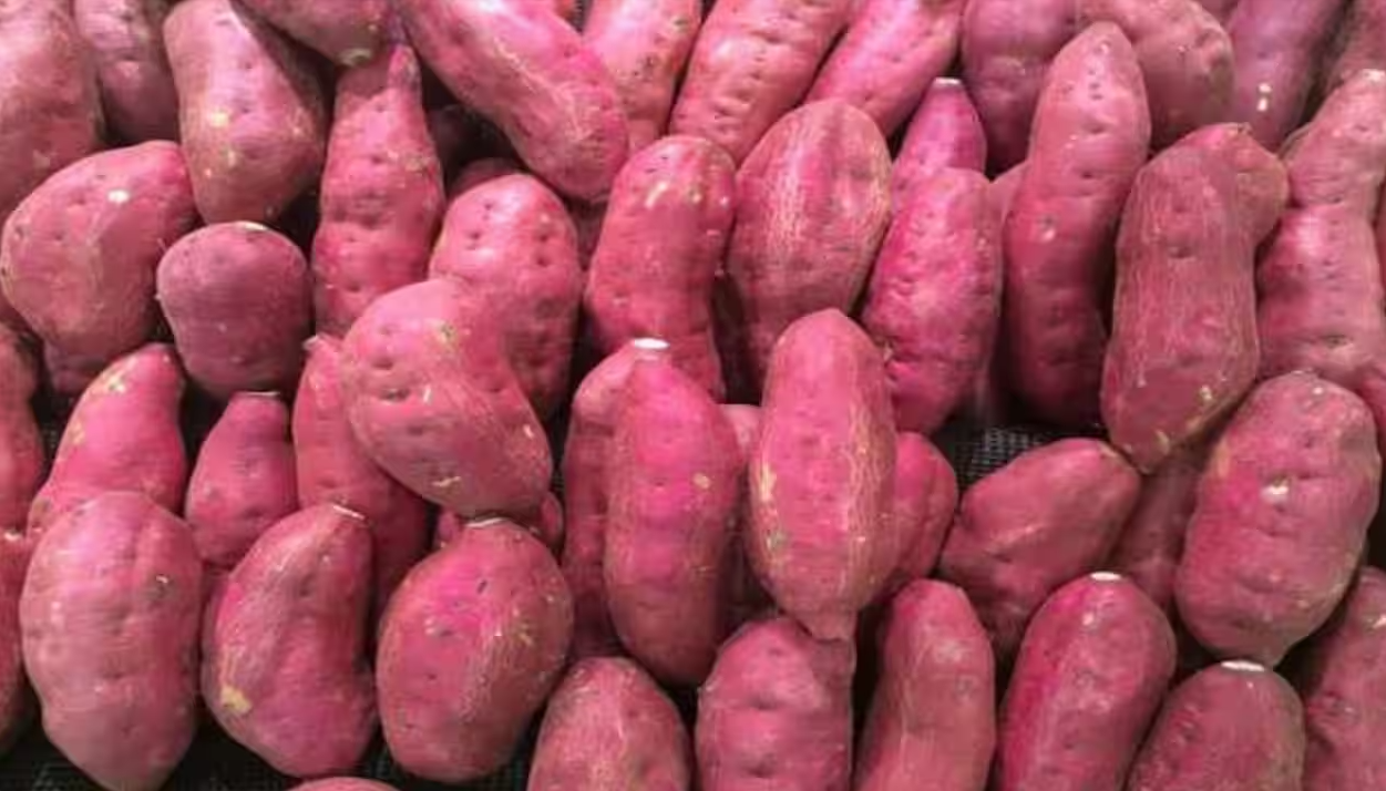 Bonanza for sweet potato farmers as prices double