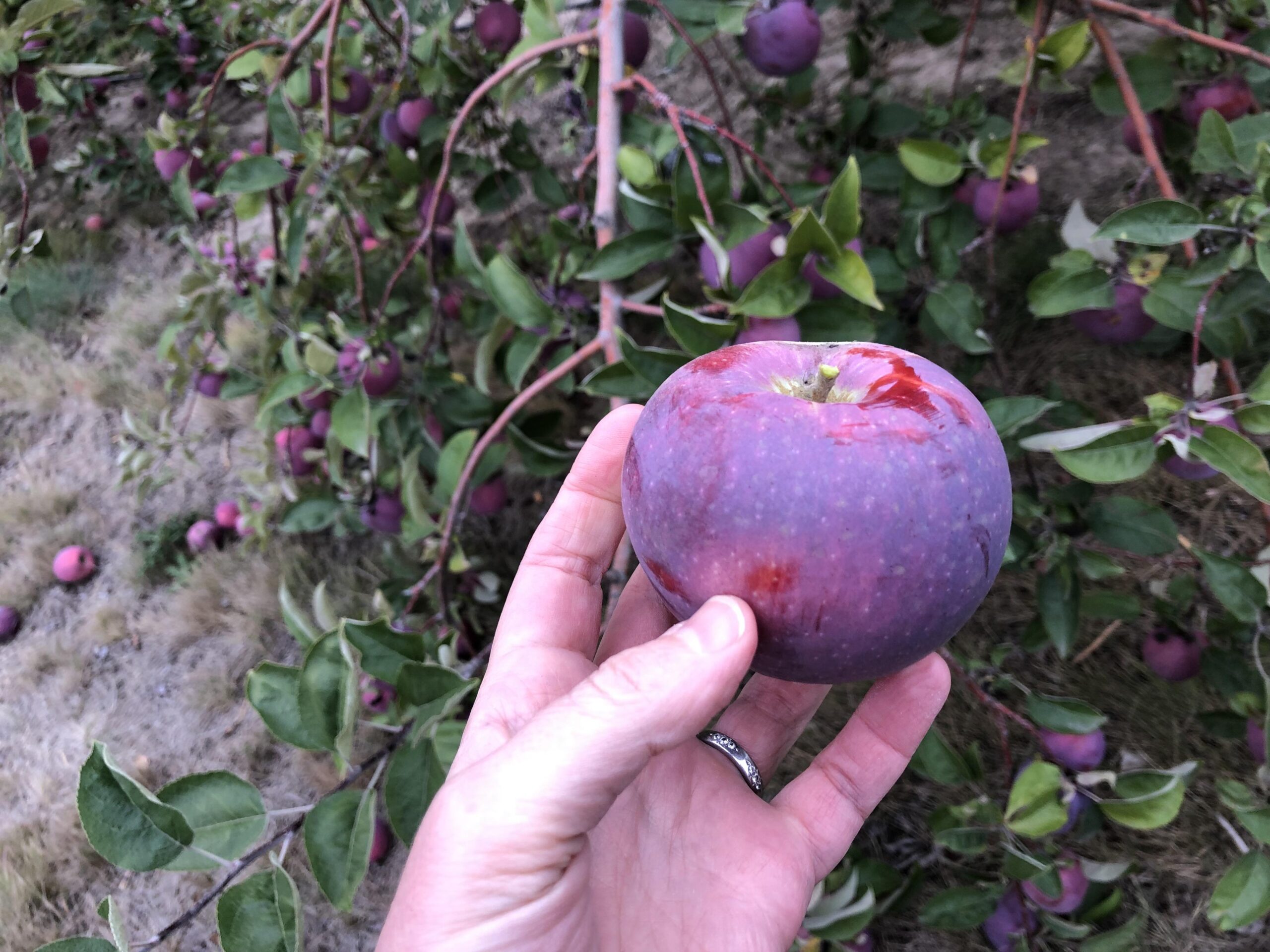 Purple star apple prices skyrocket