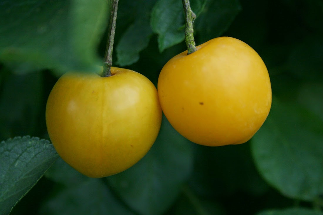 Vietnamese Shoppers Enthralled by Irresistible Chinese Golden Plums at $19/kg