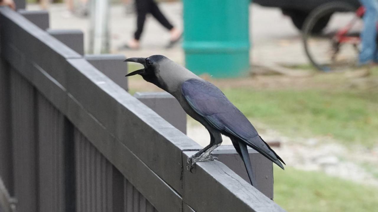 Singapore Resumes Crow Culling After Removing 9,000 Nests Fails to Halt Attacks