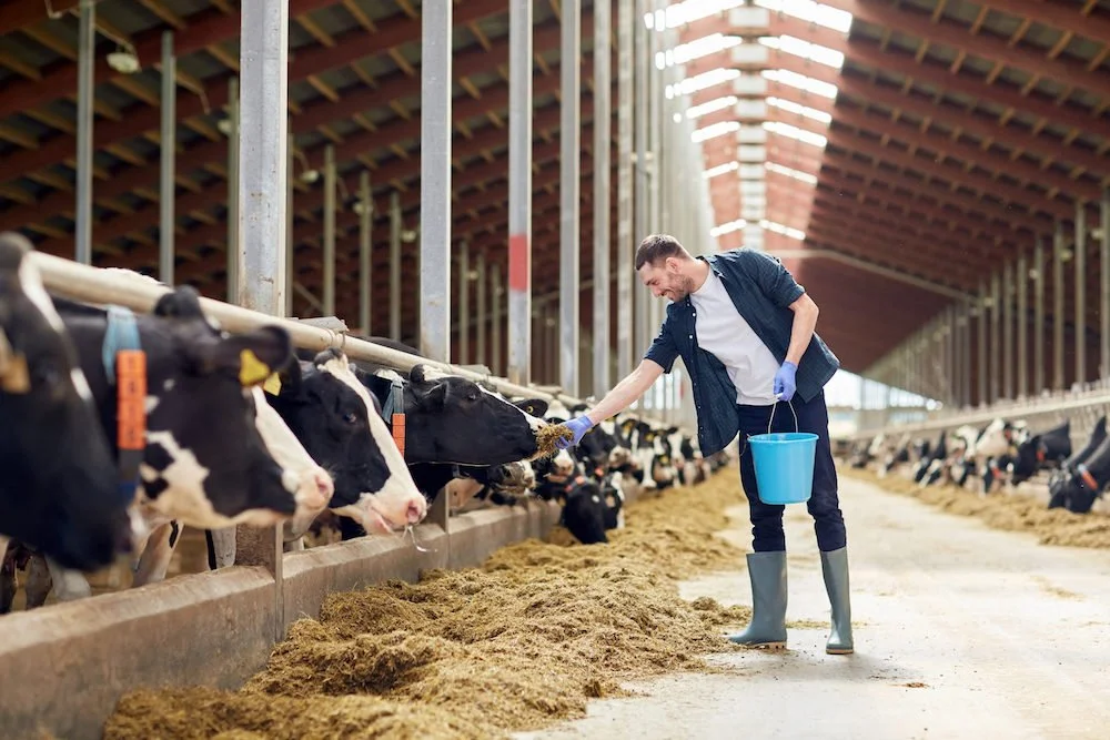 Woolworth’s Axes Farmers Own Brand: A Disappointment for Dairy Farmers Nationwide